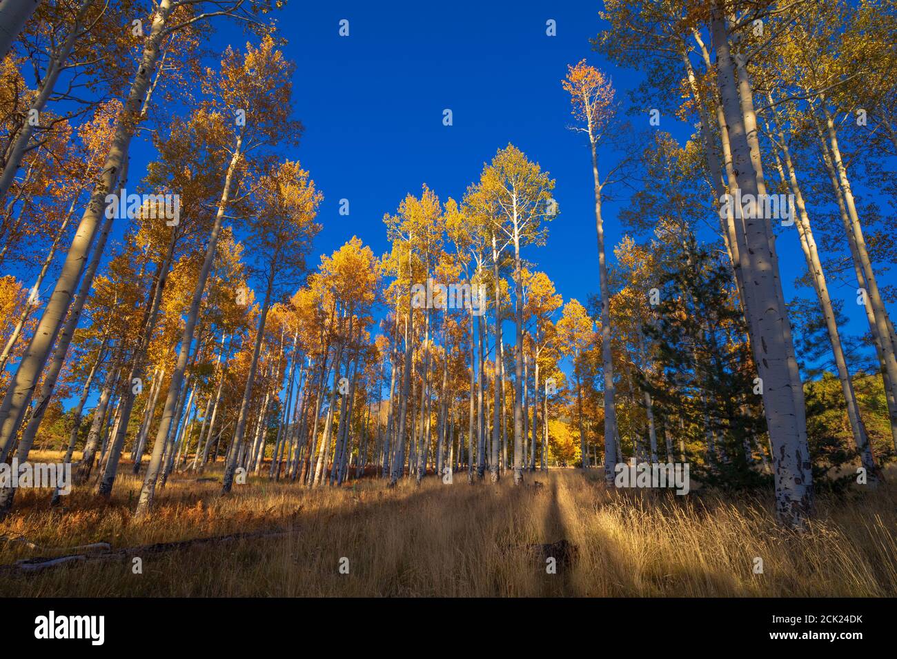 Aspen Bäume und blauer Himmel in der Nähe von Flagstaff, Arizona Stockfoto