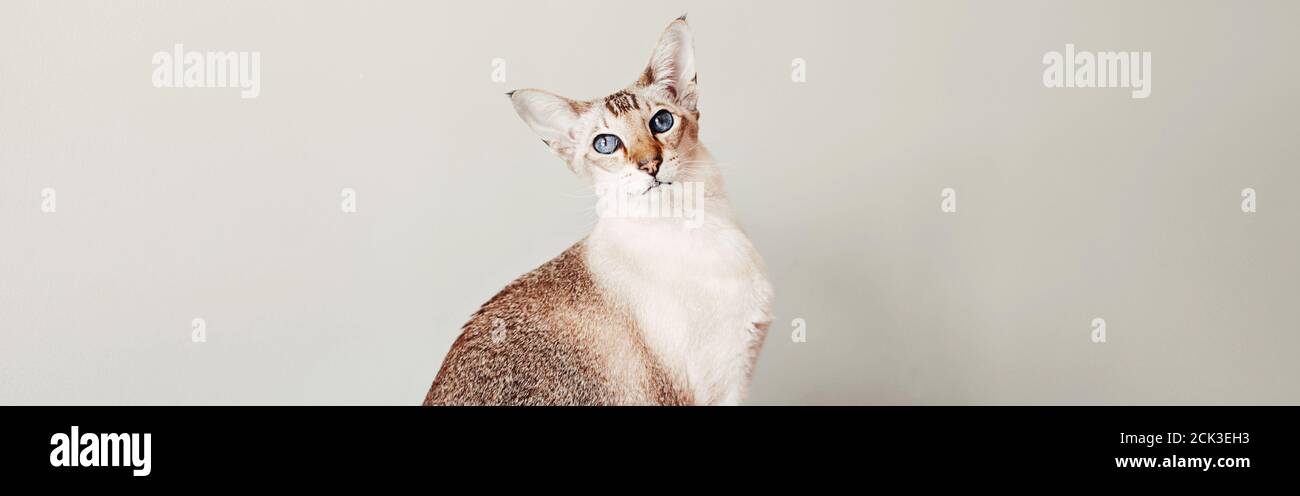 Schöne Farbpunkt blau-Augen orientalischen Rasse Katze suchen in der Kamera. Flauschige behaarte Haustier mit blauen Augen zu Hause entspannen. Liebenswert pelzigen Tier Stockfoto