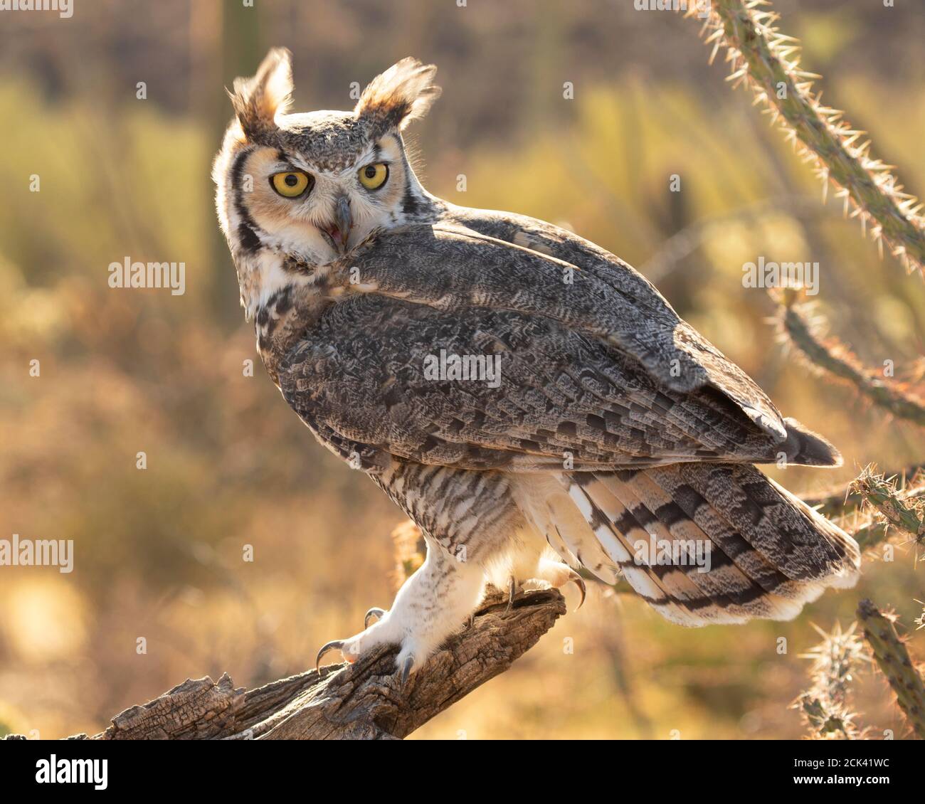 Eine große gehörnte Eule ruft an, während sie zurückblickt Stockfoto