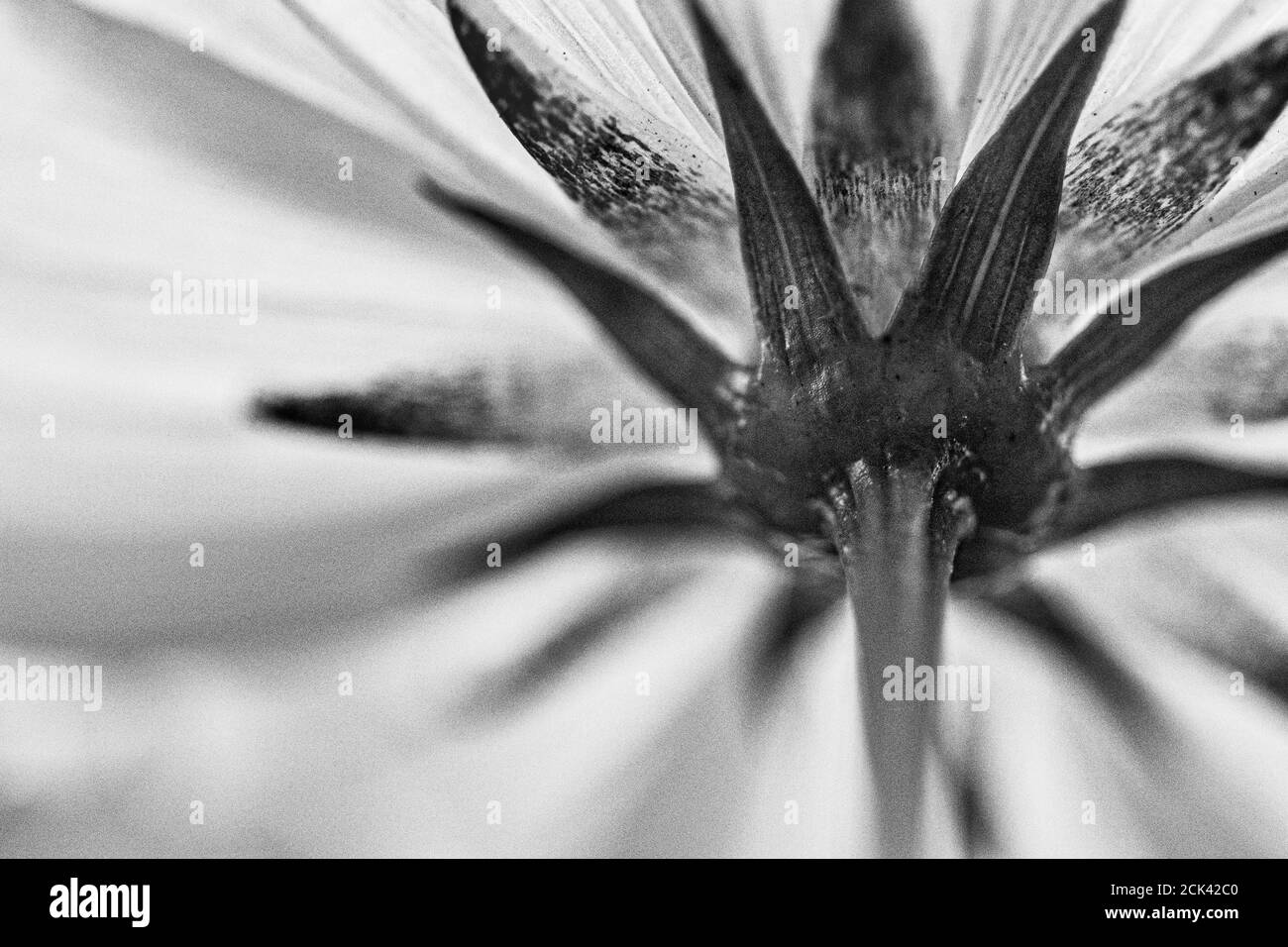 Die Unterseite einer Wildblume erzeugt ein Linienmuster Und radiale Symmetrie Stockfoto