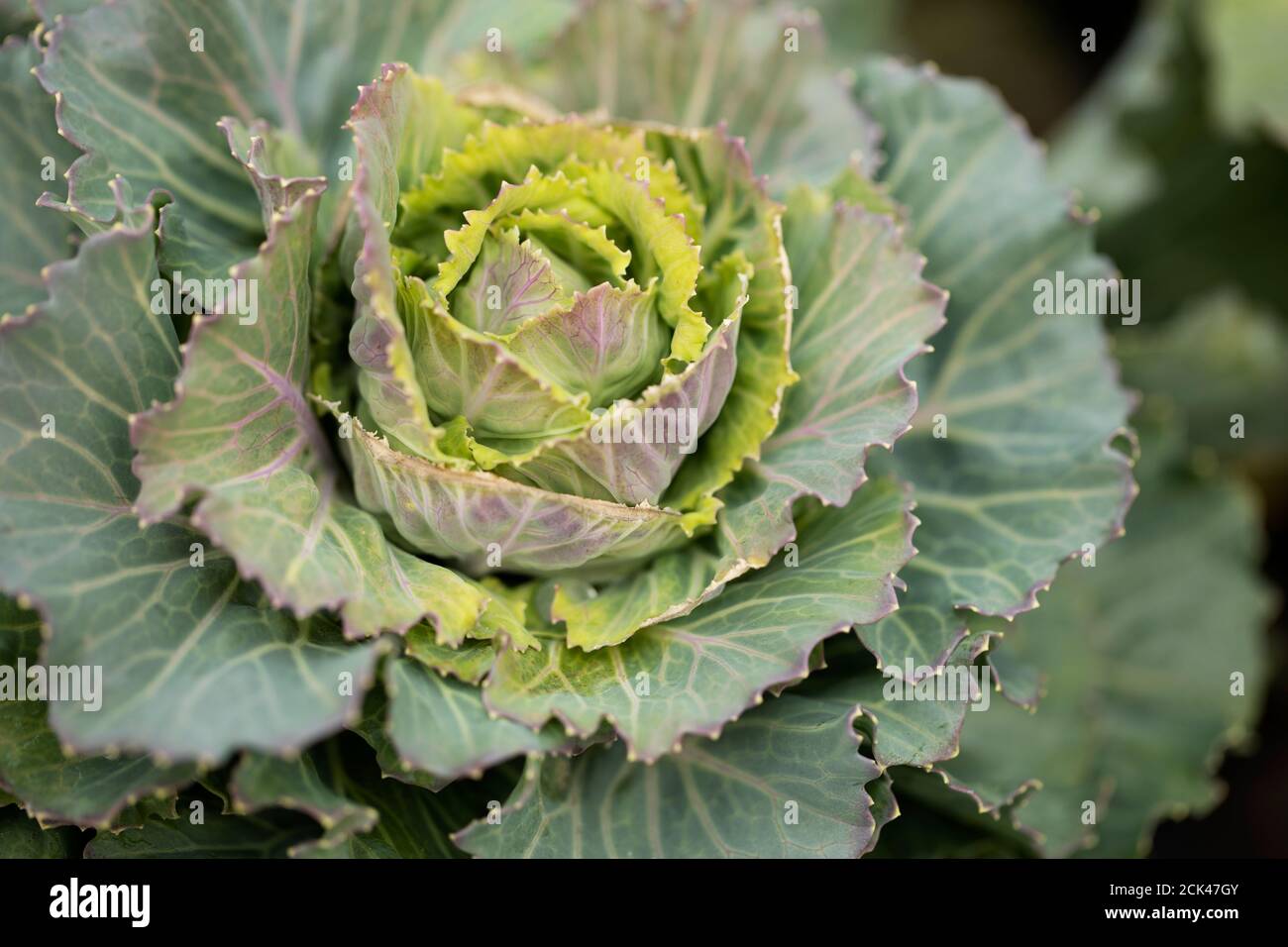 Ornamental blühender Grünkohl (Brassica oleracea) in der Sorte Pigeon Victoria Pink, wächst in einem Garten in Acton, Massachusetts. Stockfoto