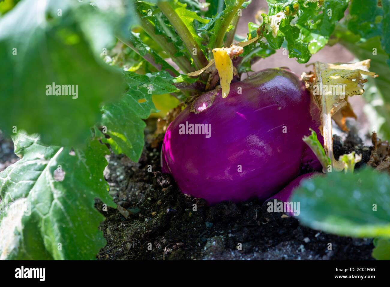 Ein großes rundes Bio-lila-gefärbtes Rüben- oder Ruderebaker-Wurzelgemüse, das in einem erhöhten Bettgarten wächst. Stockfoto