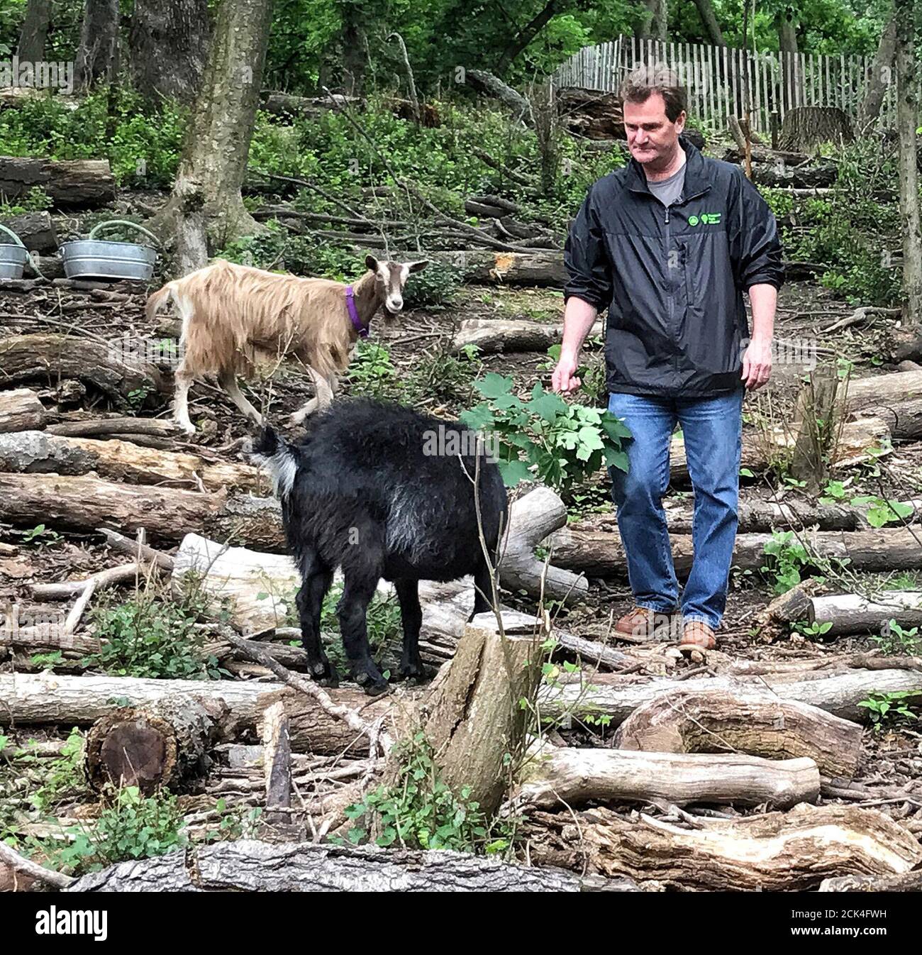 Christian Zimmerman, Vice President of Capital and Landscape Management bei der Prospect Park Alliance, zeigt Ziegen, die zur Entfernung von invasivem Unterholz anstelle von chemischen Unkrautvernichtern im Stadtteil Brooklyn in New York City, USA, verwendet werden. 8. Juni 2017. Bild aufgenommen am 8. Juni 2017. REUTERS/Andrew Hofstetter Stockfoto