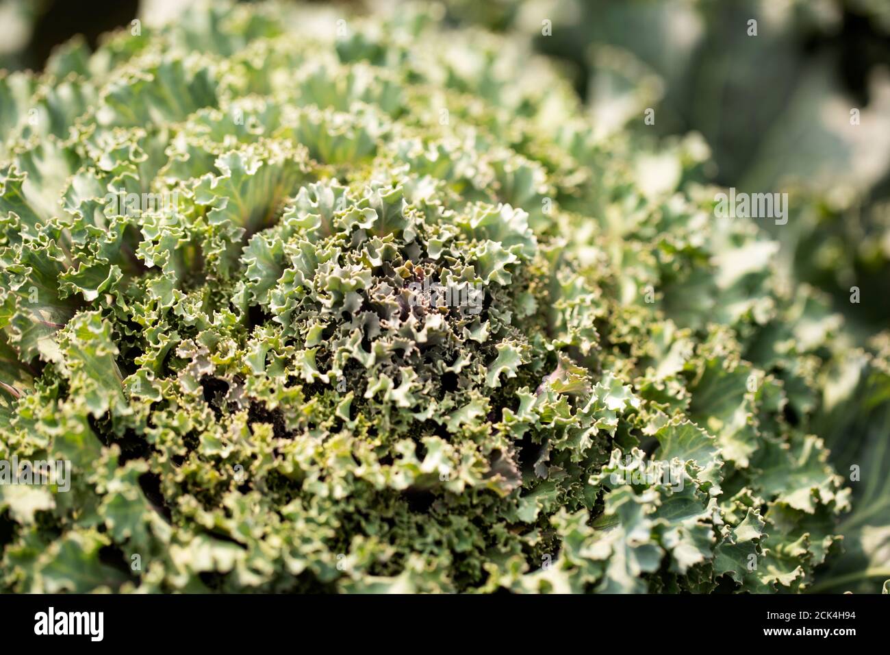 Ornamental blühender Grünkohl (Brassica oleracea) in der Sorte Nagoya Rose, wächst in einem Garten in Acton, Massachusetts. Stockfoto