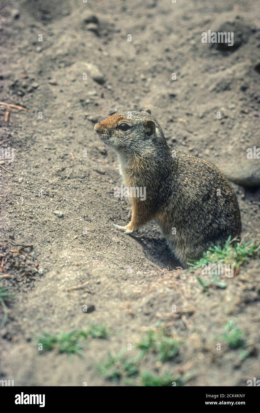 Uinta Ground Squirrel (Urocitellus armatus), früher (Citellus armatus), am Eingang zum Bau, Wyoming USA. Aus original Kodachrome 64 Transparenz. Stockfoto