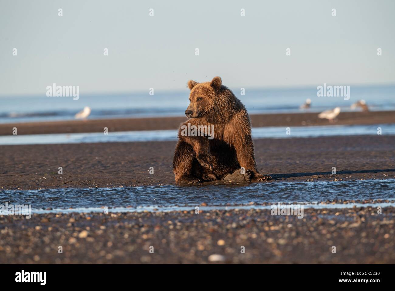 Alaskan Coastal Brown Bear, Lake Clark National Park Stockfoto