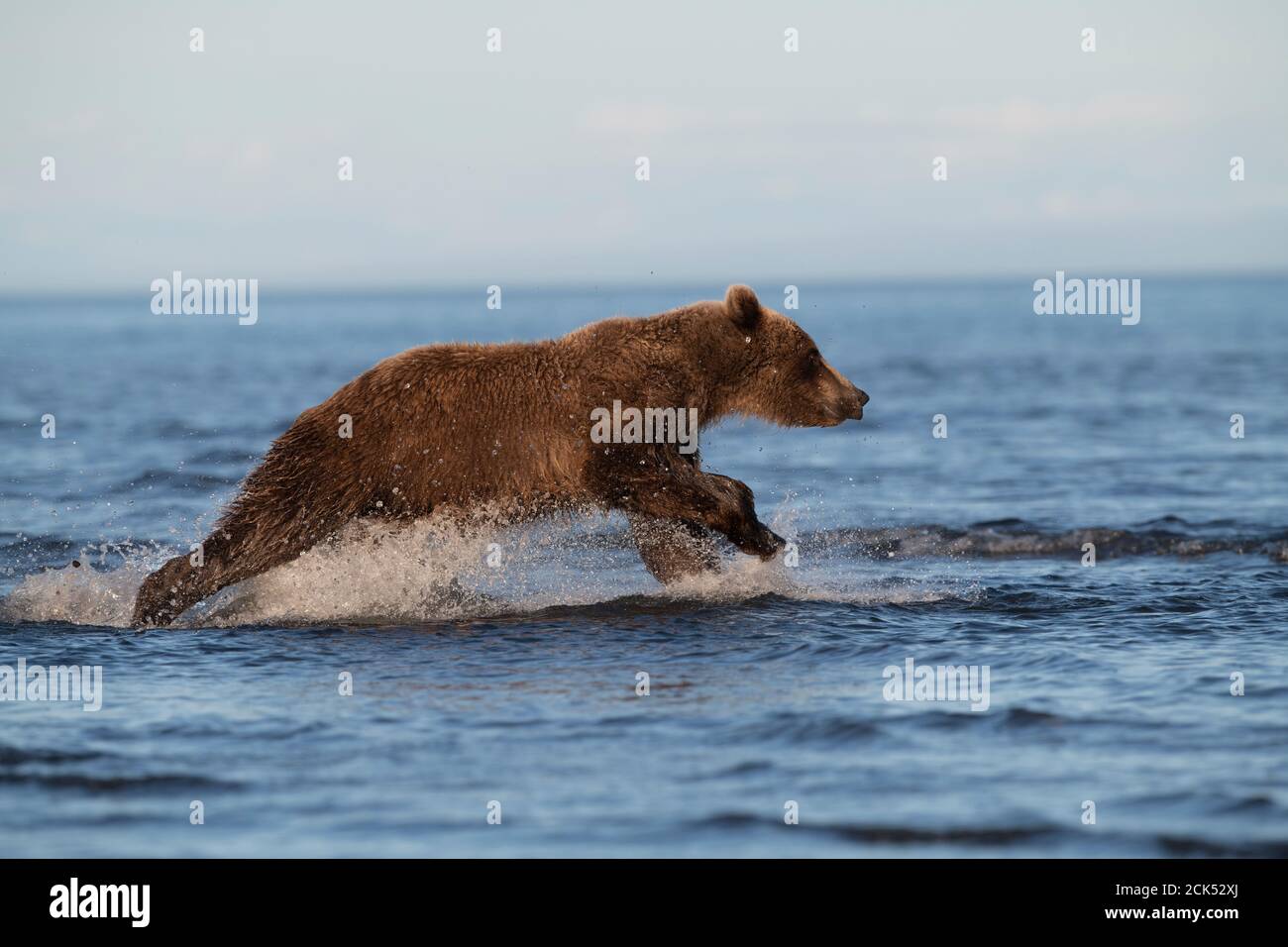 Alaskan Coastal Brown Bear, Lake Clark National Park Stockfoto