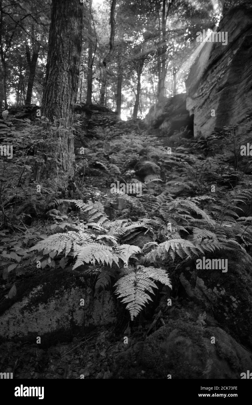 Wälder im mittleren Westen Stockfoto