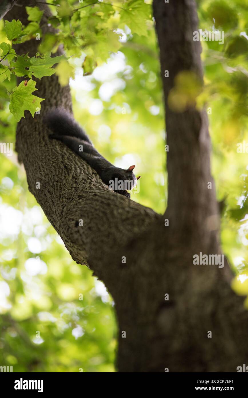 Schwarze Eichhörnchen essen in einem Baum Stockfoto