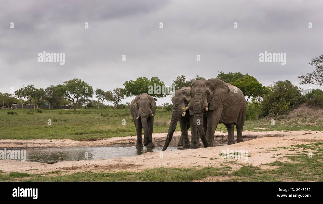 Drei große Elefantenbullen löschen ihren Durst Stockfoto