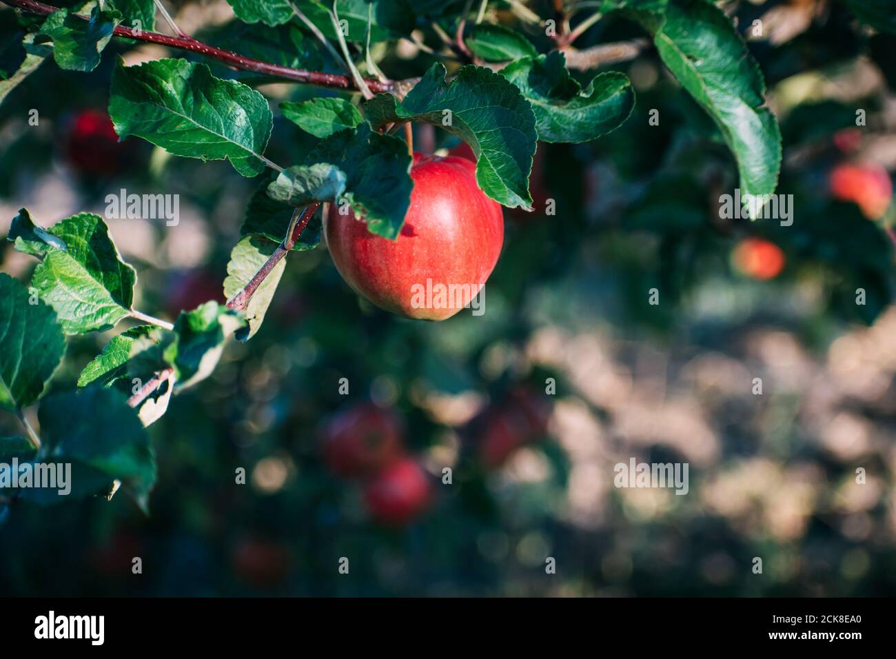 Rote Äpfel auf einem Baum. Stockfoto
