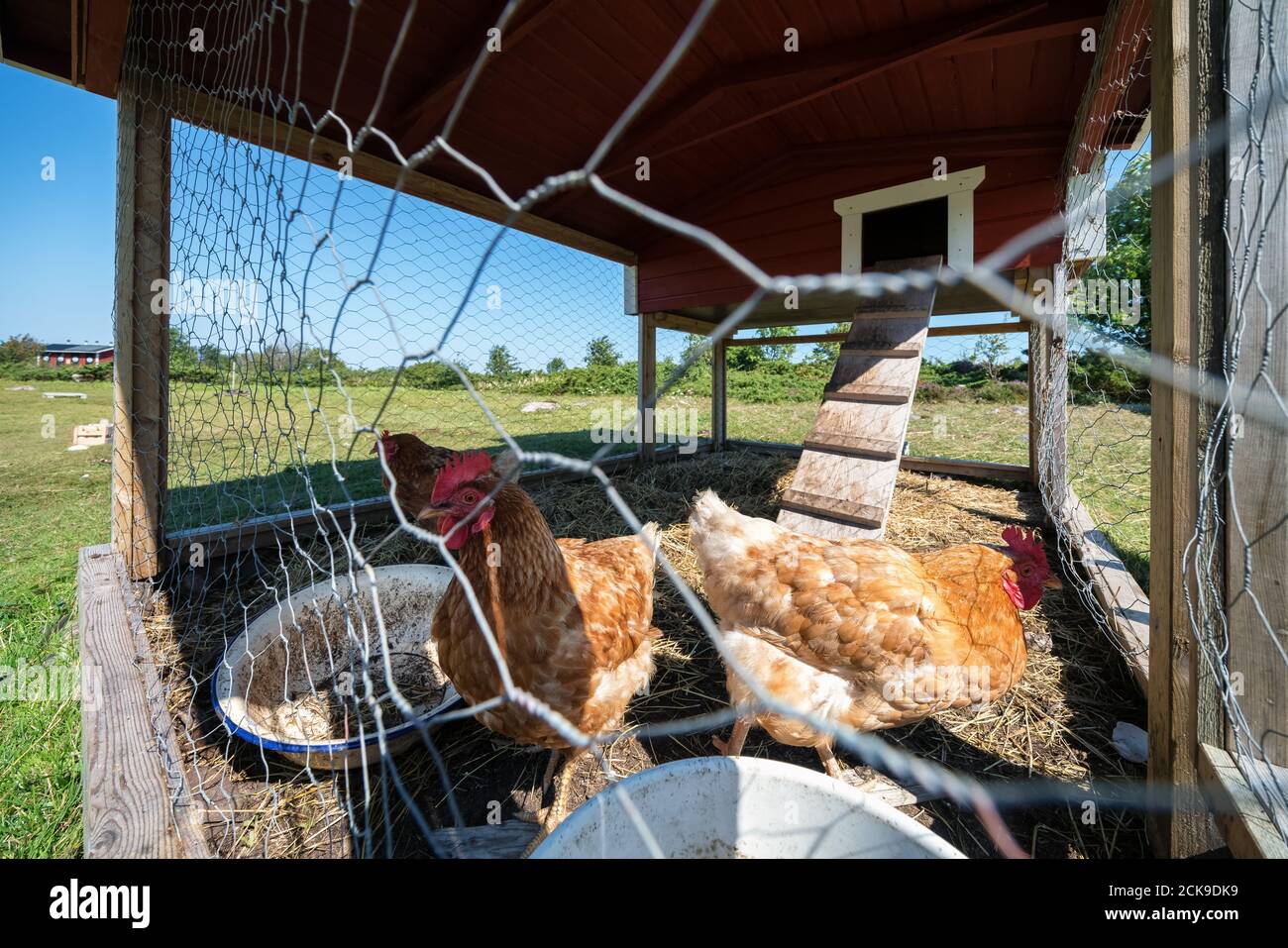 Hühner auf der Insel Jurmo, Parainen, Finnland Stockfoto