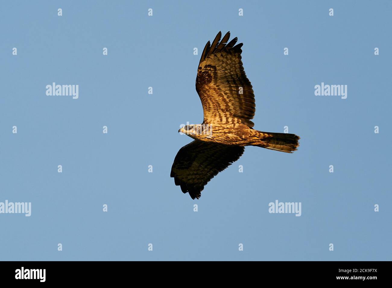 Europäischer Honigbussard im Flug im frühen Morgenlicht Stockfoto