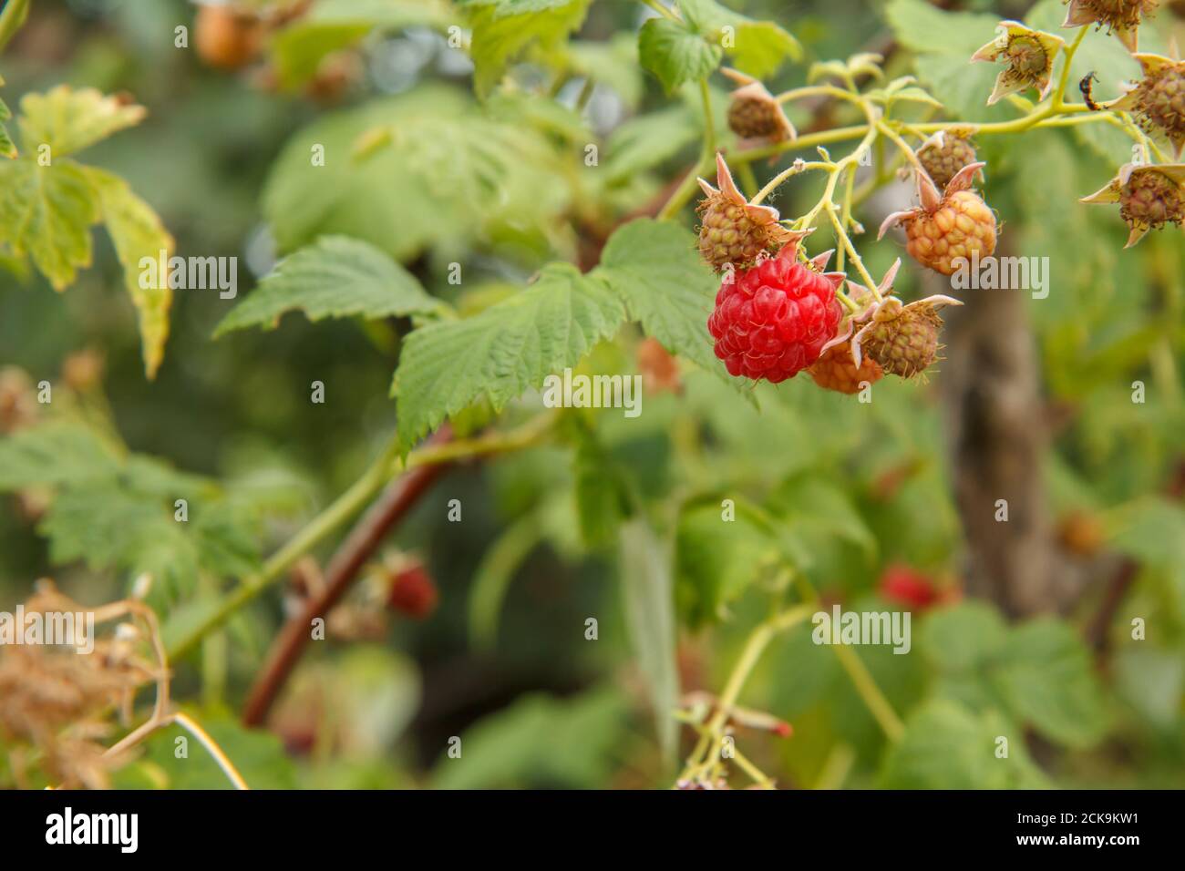 Nahaufnahme des Busches mit reifen und unreifen Himbeeren im Obstgarten mit unscharfem natürlichen Hintergrund. Geringe Schärfentiefe. Stockfoto