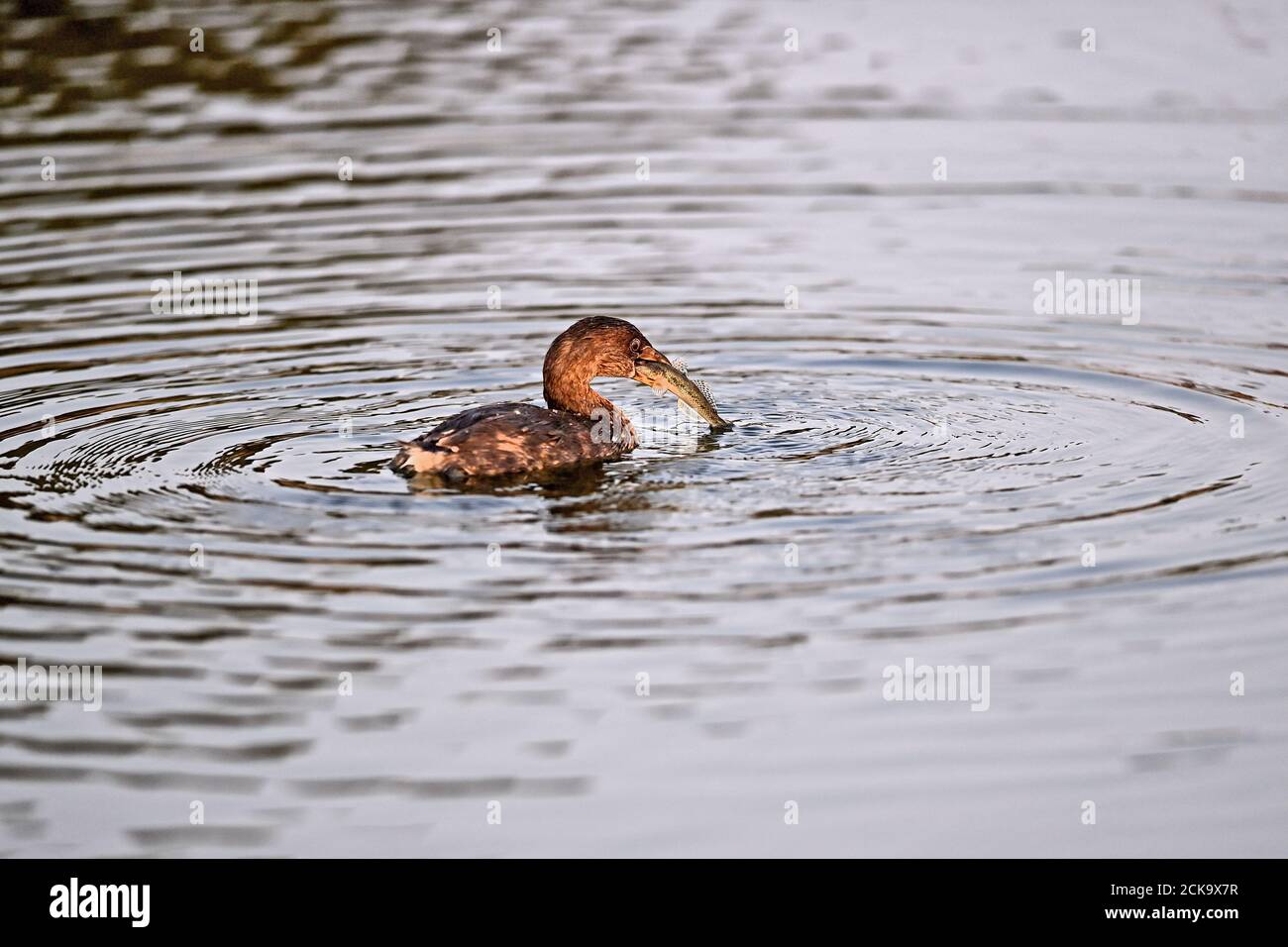 Rattenschnabel-Grebe mit einem Haken in der Rechnung Stockfoto