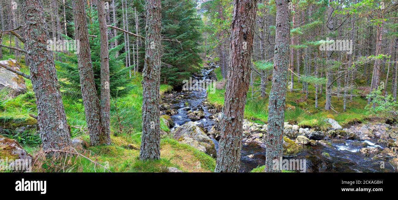 Ein Bach neben dem Weg zum Corrie Fee, Glen Clova, in der Nähe von Kirriemuir, Angus, Schottland Stockfoto