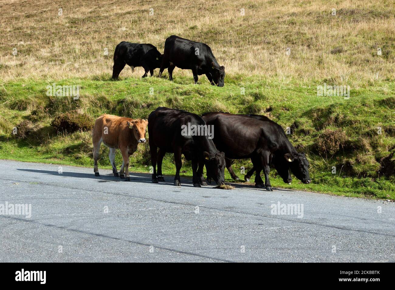 Cows Grazing, Nine Stones, Mount Leinster, County Carlow, Irland, Europa Stockfoto