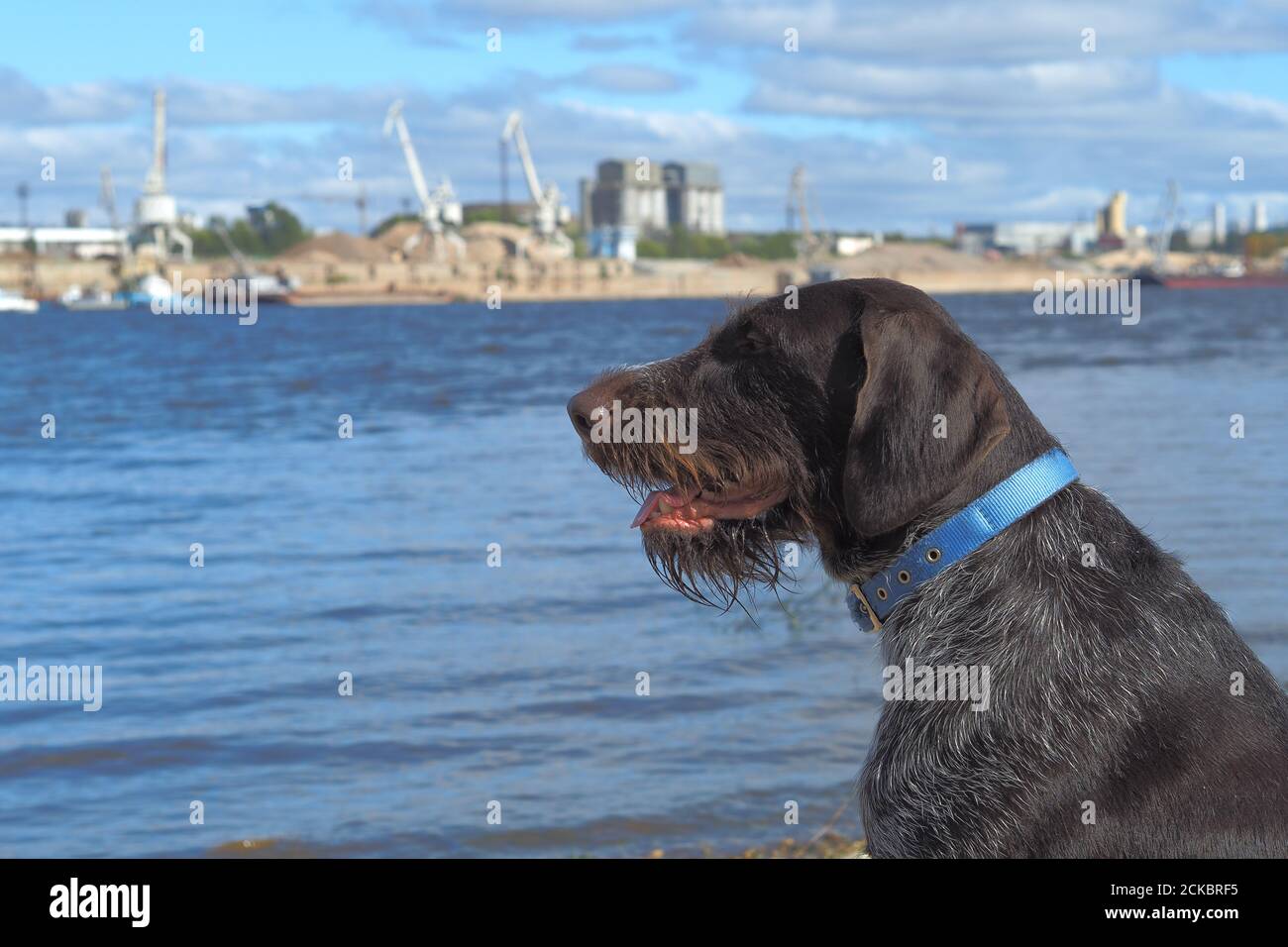 Jagdhund in der Natur am Fluss. Stockfoto