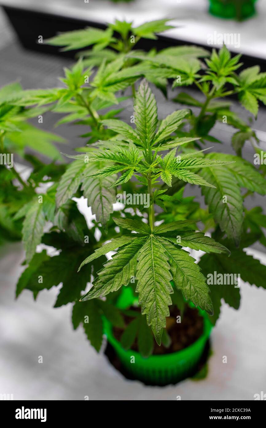 Cannabispflanzen in einem kommerziellen medizinischen Cannabislabor in der Vereinigtes Königreich Stockfoto