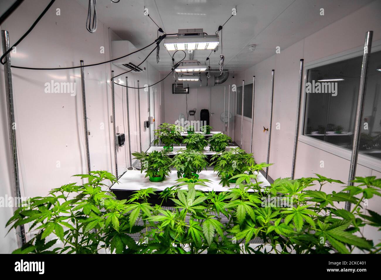 Cannabispflanzen in einem kommerziellen medizinischen Cannabislabor in der Vereinigtes Königreich Stockfoto