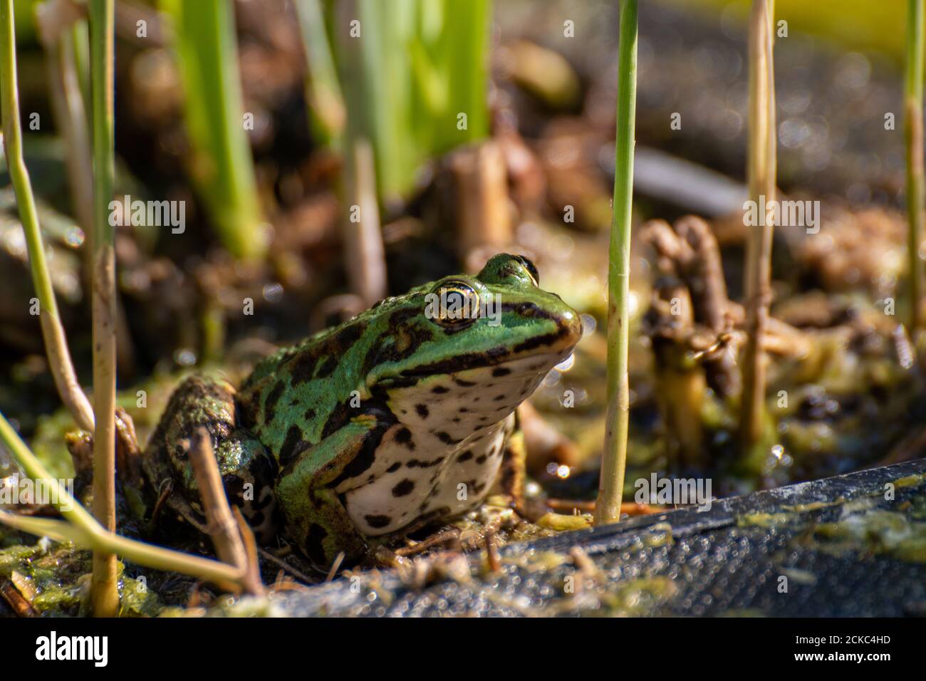 Gartenteich wildtiere Fotos und Bildmaterial in hoher Auflösung Alamy