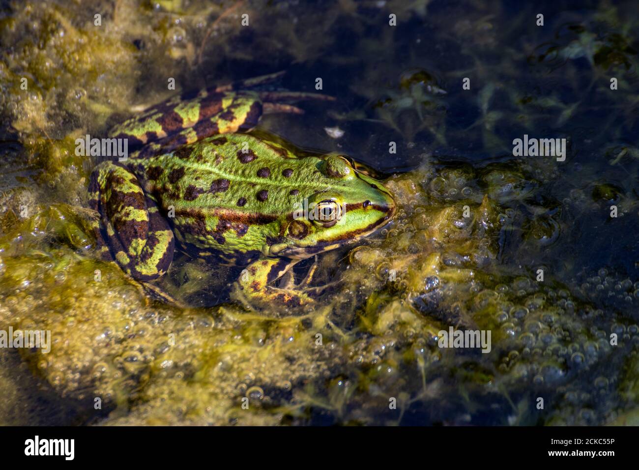 Gartenteich wildtiere Fotos und Bildmaterial in hoher Auflösung Alamy
