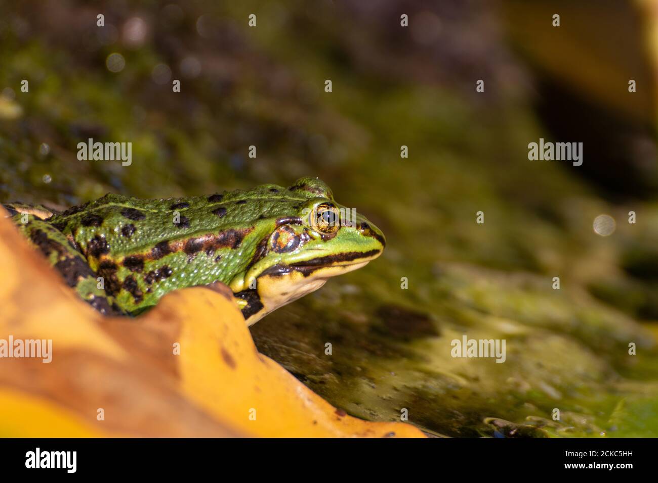 Gartenteich wildtiere Fotos und Bildmaterial in hoher Auflösung Alamy