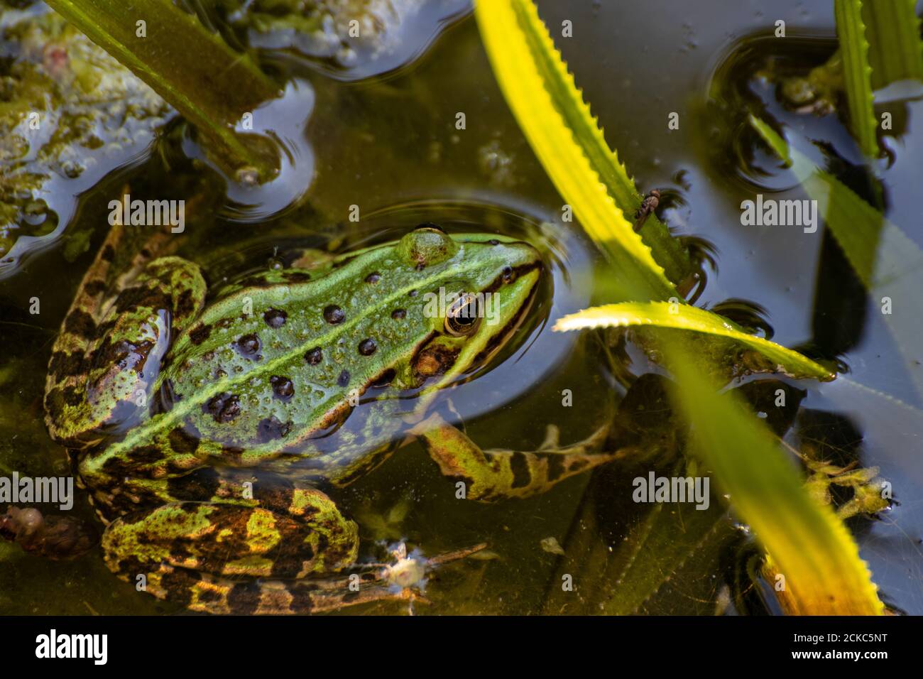 Gartenteich wildtiere Fotos und Bildmaterial in hoher Auflösung Alamy