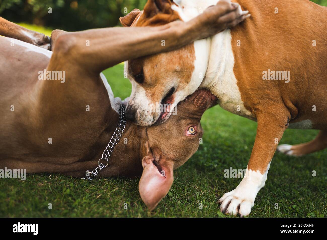 Zwei Hunde amstaff Terrier spielen auf Gras draußen. Jung und alt Hund Spaß im Hinterhof. Stockfoto