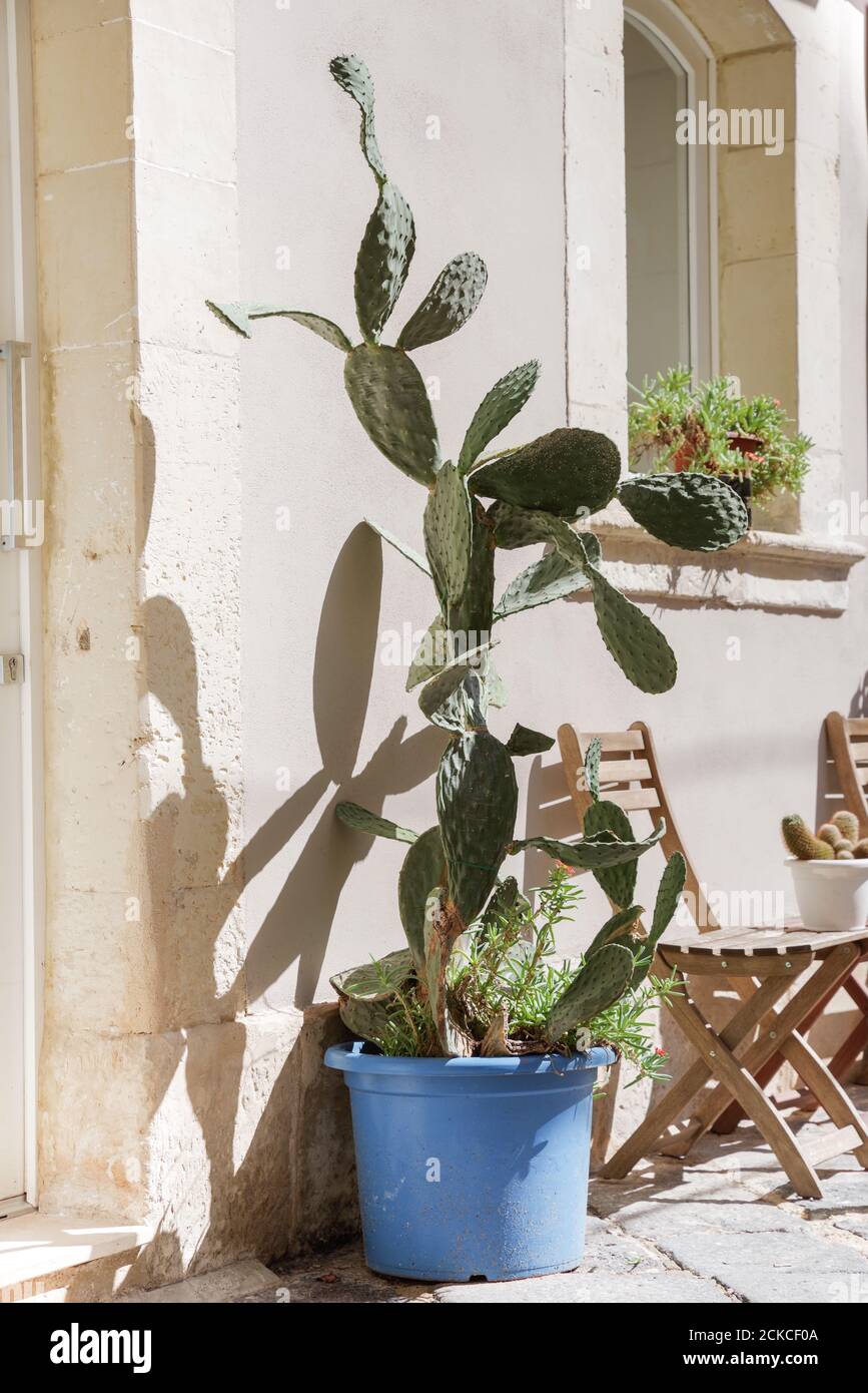 Hübsche kleine Ecke mit einem opuntia, der in einer Pflanzmaschine in Ortygia - Sizilien, Italien wächst Stockfoto