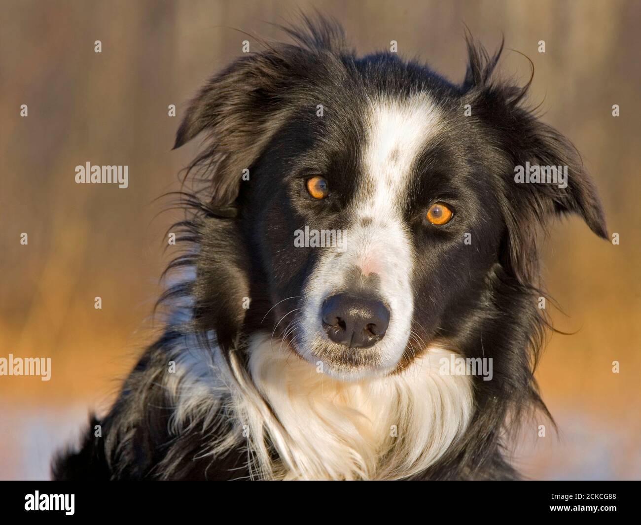 Border Collie Porträt Nahaufnahme, außen, schönes Licht. Stockfoto