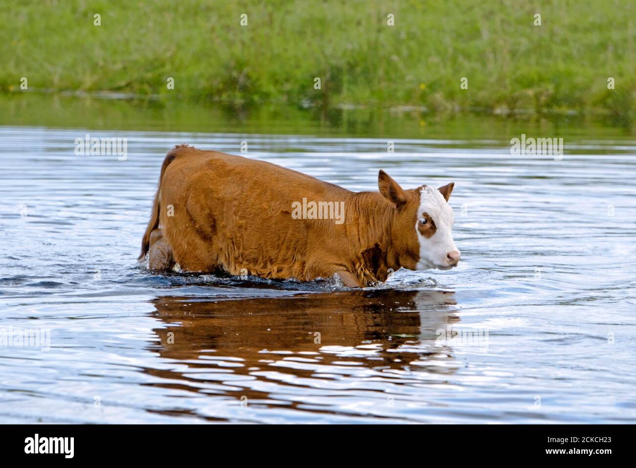 Hereford Cow Calf auf Freilandweide zu Fuß durch den Bach. Stockfoto