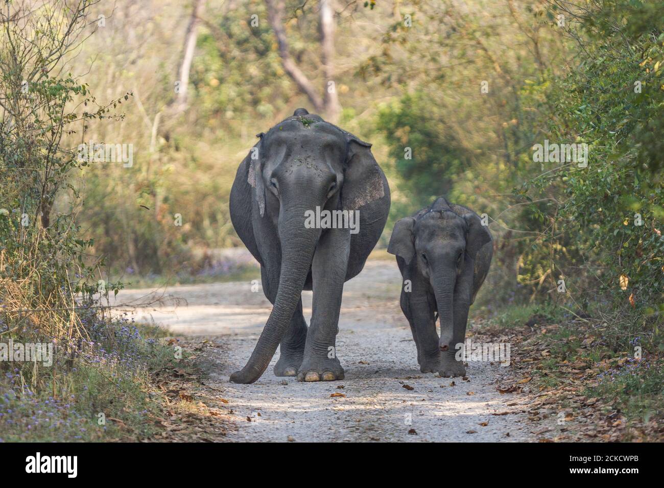 Asiatische Elefantenmutter und Kalb zu Fuß auf dem Wildpfad in Dhikala Zone des Corbett National Park, Uttarakhand, Indien Stockfoto