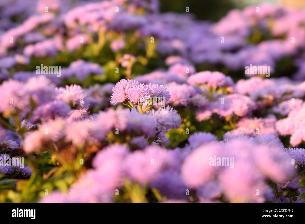 Lila Blumen in der Abendsonne Stockfoto