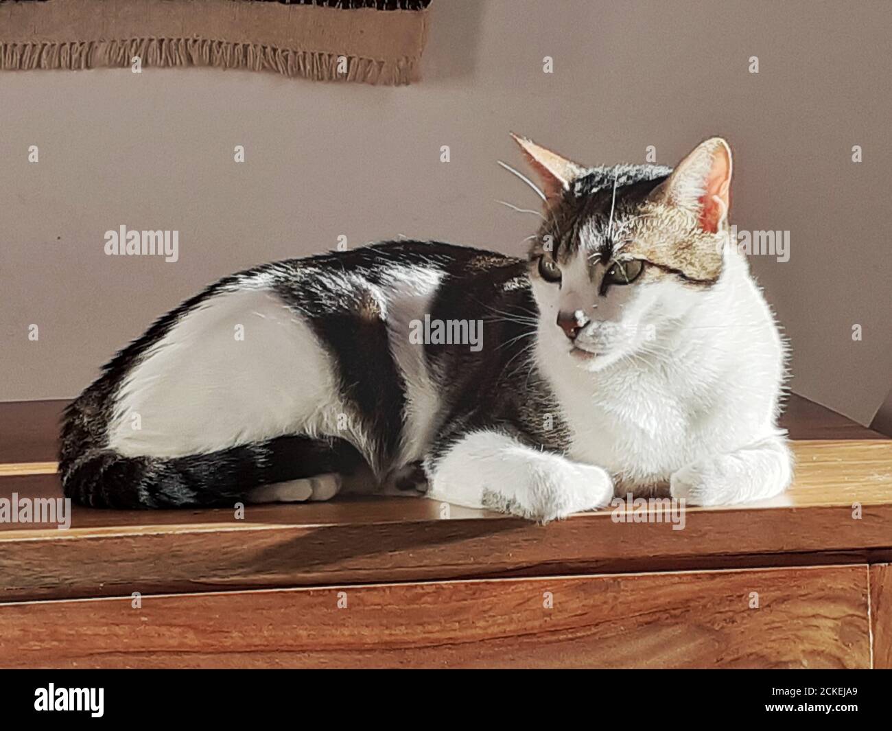 Katze sitzt in einer Entspannungspose auf einer hölzernen Oberfläche. Stockfoto