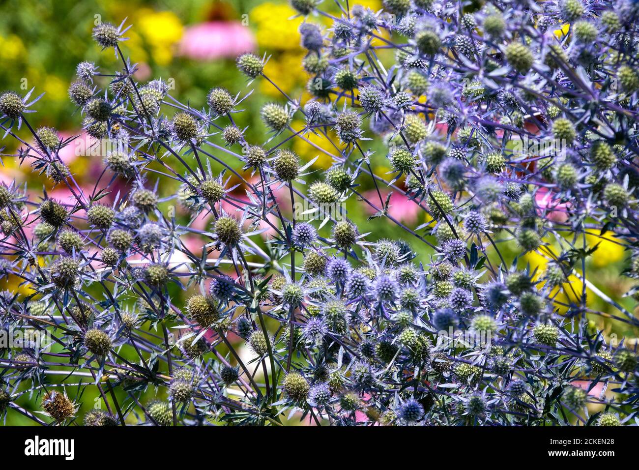 Juli Blumen blaue Pflanze Sea Holy in einem bunten Gartenbeet, Sea Holly, Eryngium tripartitum Stockfoto