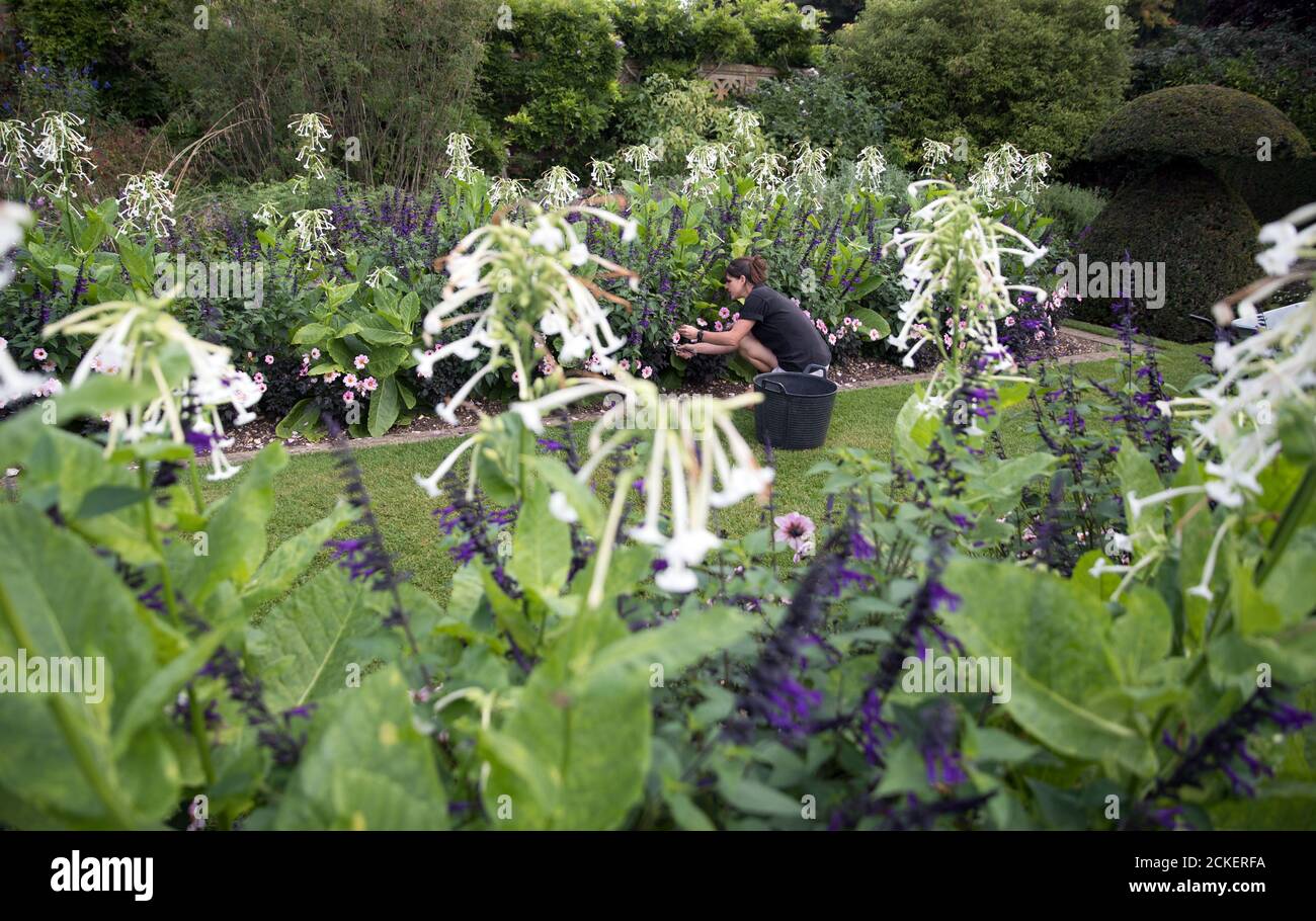 National Trust Gärtner Jen Harbrow toppt einige der 500 Dahlien ??? Einzelhandgepflanzt durch Hauptgärtner John Wood während des Lockdown ??? In Blüte im Hinton Ampner des National Trust in Hampshire. Stockfoto