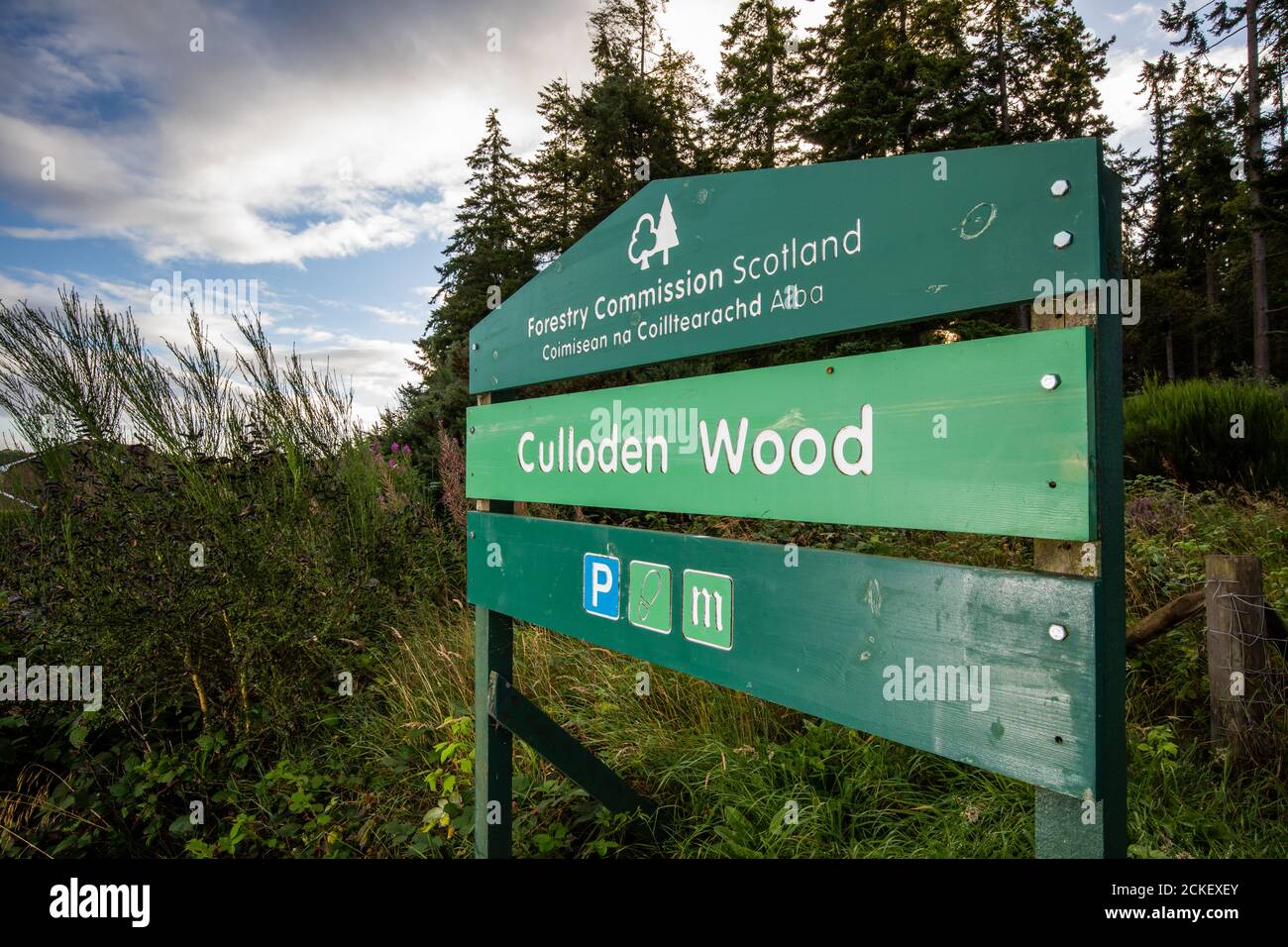 Culloden Wood, ein Forstkommissar Schottland Wald in der Nähe von Inverness, Schottland, Großbritannien Stockfoto