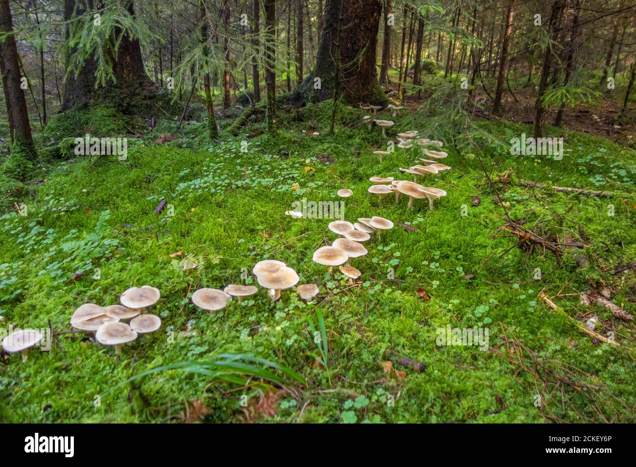Feenring im Wald zur Herbstzeit Stockfoto