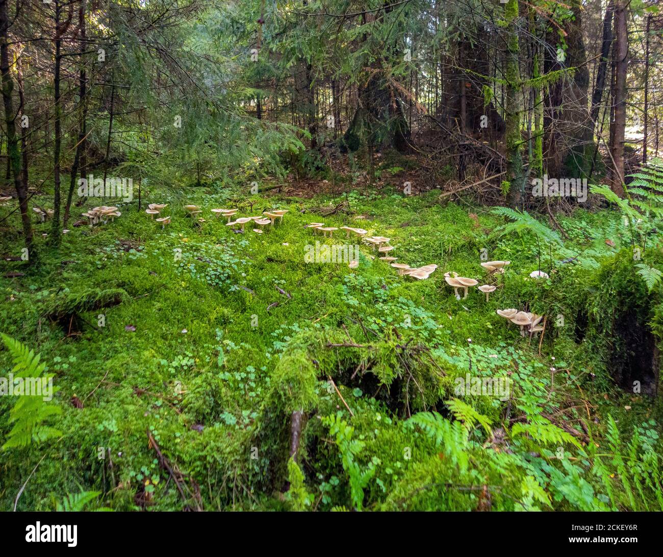 Feenring im Wald zur Herbstzeit Stockfoto