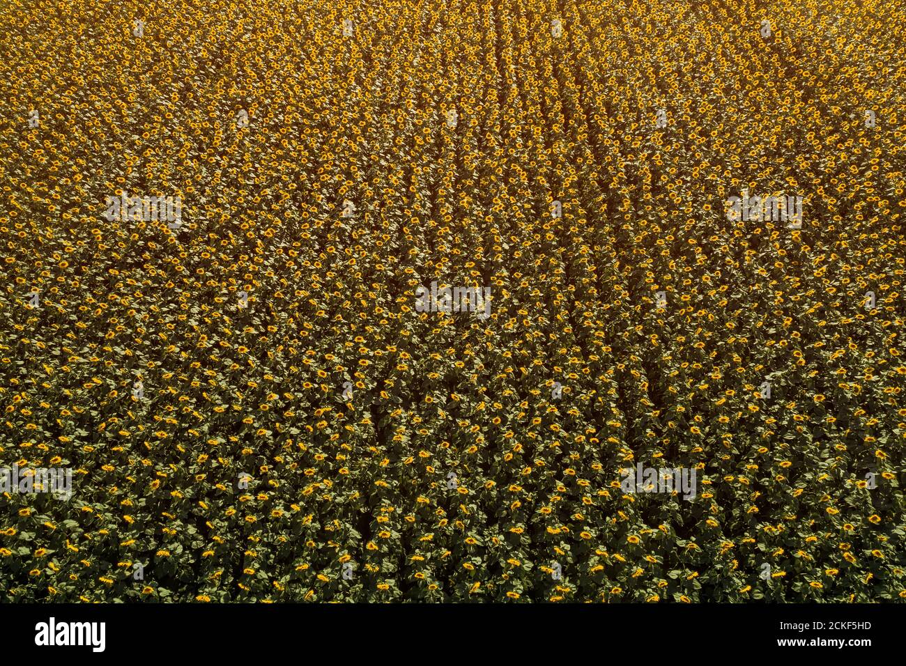 Luftaufnahme von großen endlos blühenden Sonnenblumenfeld im Sommer von Drohne pov, hohe Winkel Ansicht der gelben Blütenköpfe in Blüte Stockfoto