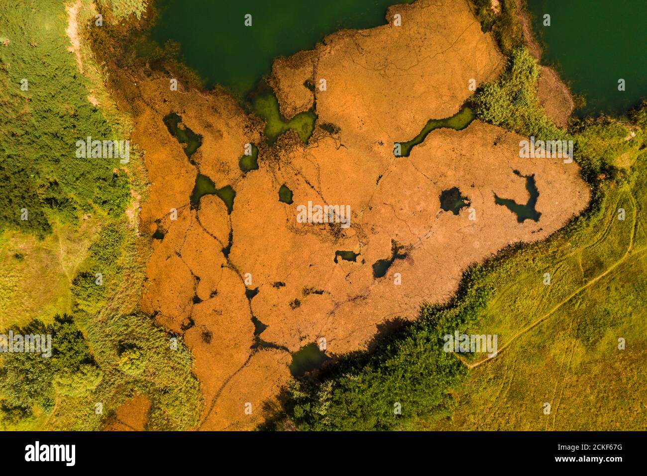 Luftaufnahme von Wassergras im See von Drohne pov Stockfoto