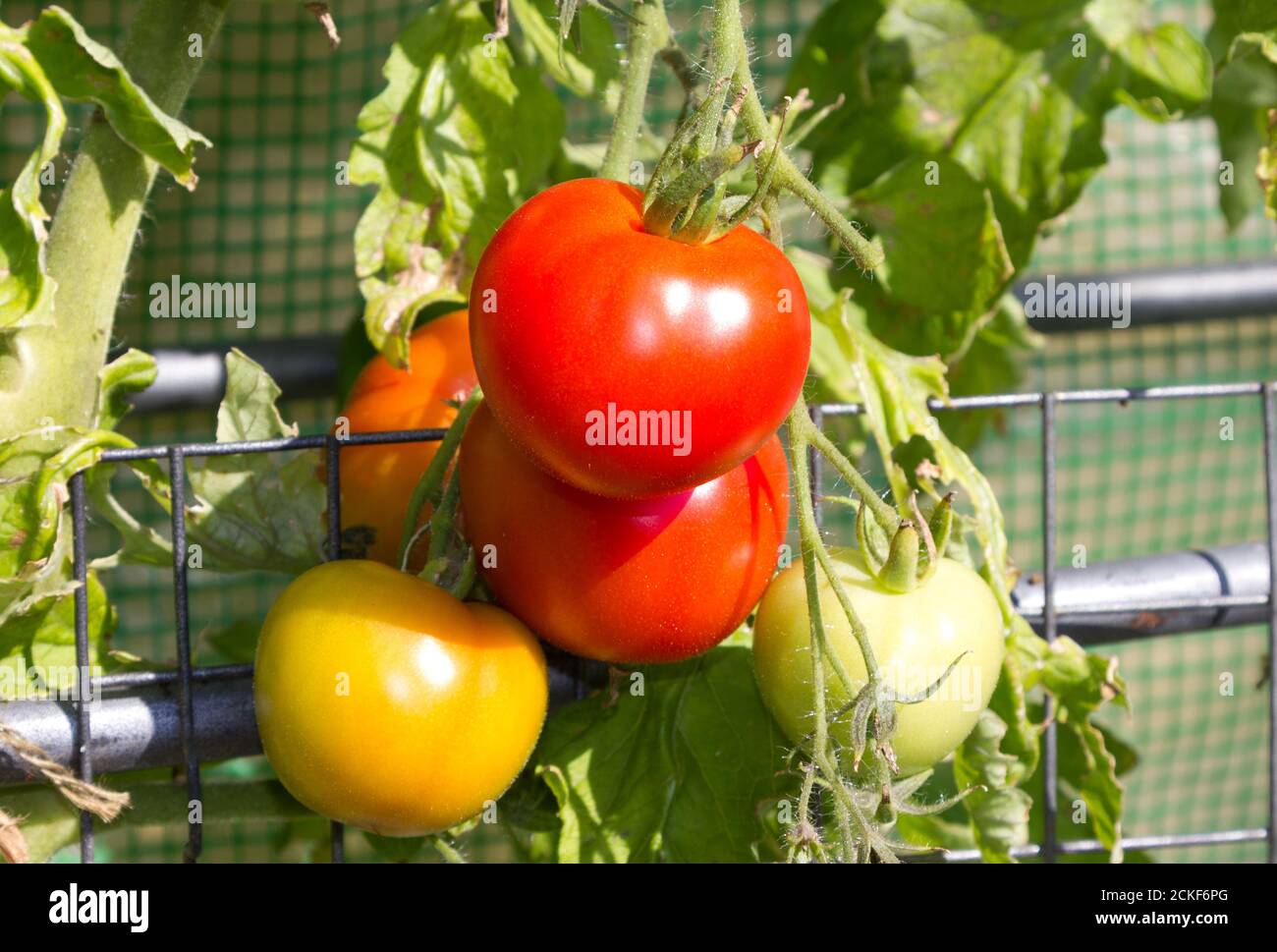 Tomaten wachsen auf dem Weinstock. Stockfoto