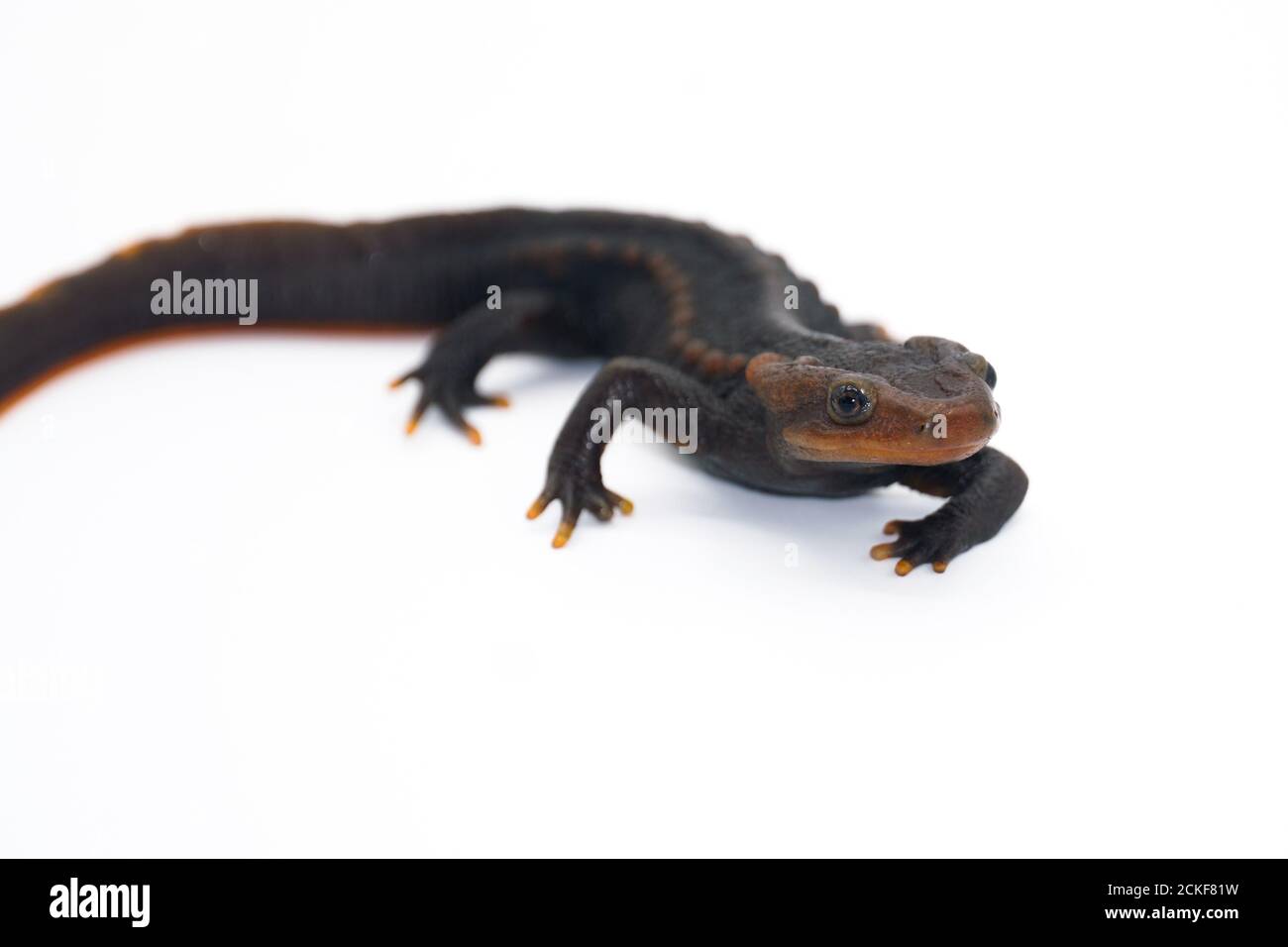 Krokodilmolch (Tylototriton panhai) steht auf dem weißen Hintergrund Studio Stockfoto