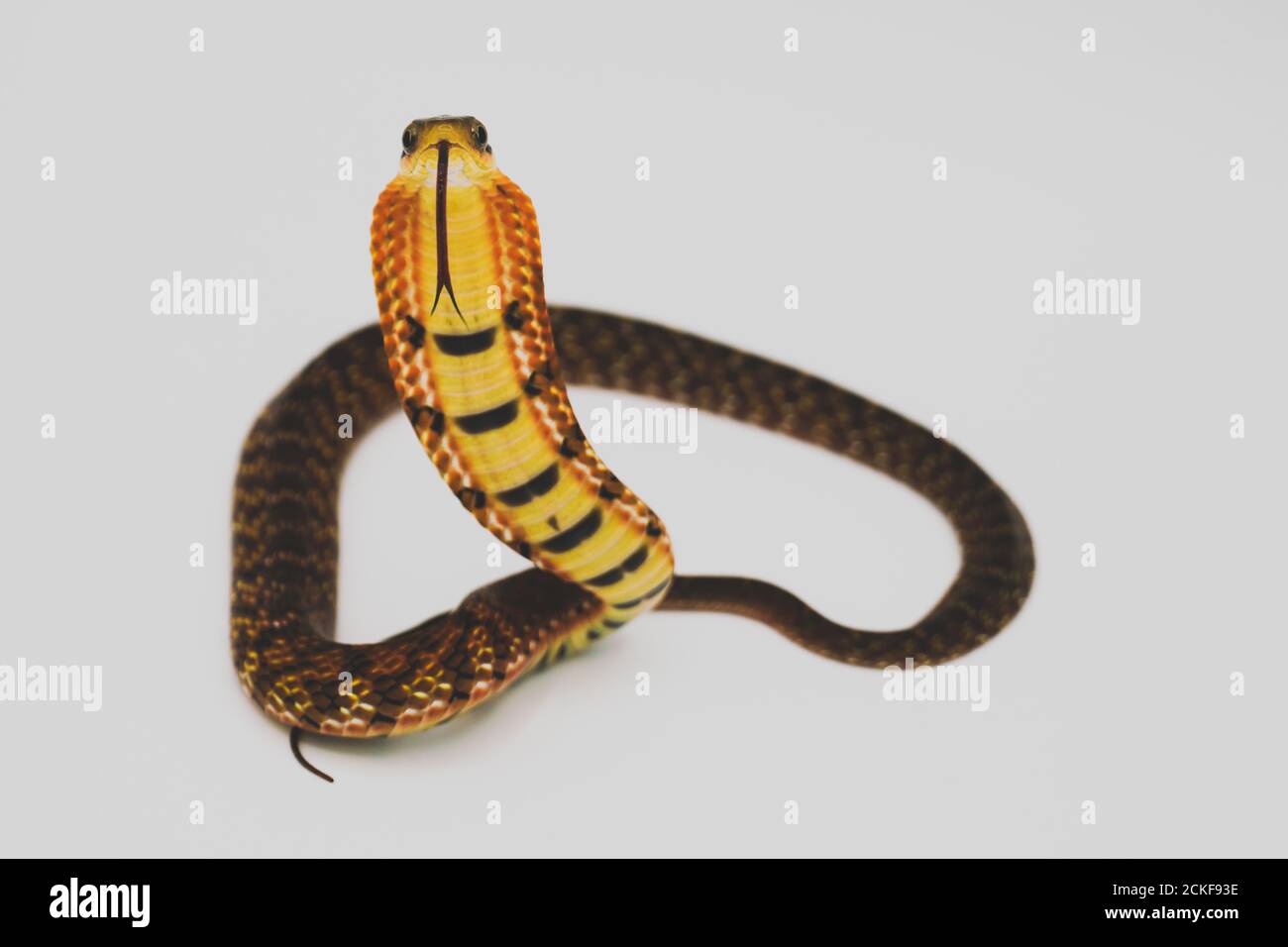 Falsche Kobra (Pseudoxenodon macrops) auf dem weißen Hintergrund-Studio Stockfoto