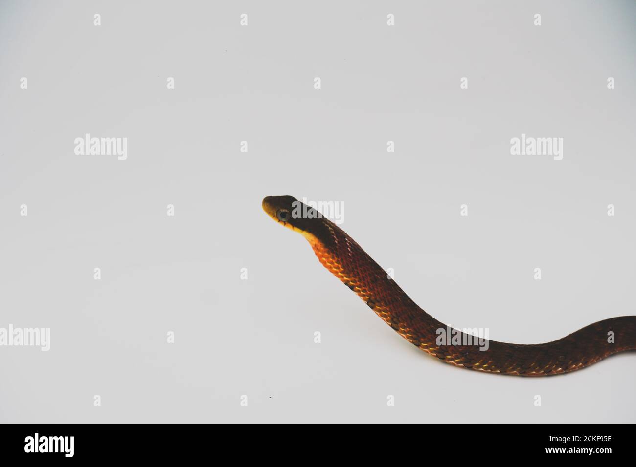 Falsche Kobra (Pseudoxenodon macrops) auf dem weißen Hintergrund-Studio Stockfoto