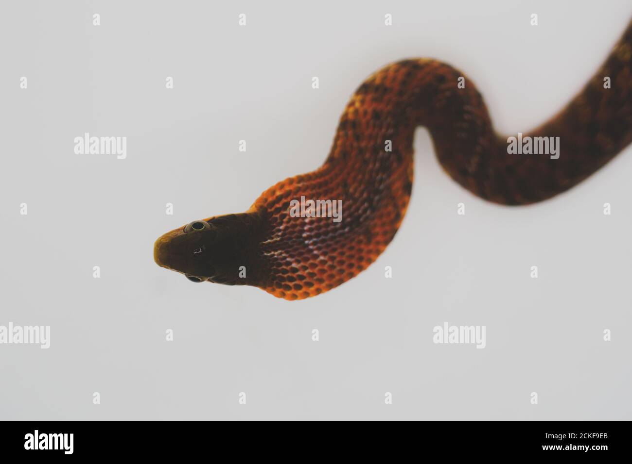 Falsche Kobra (Pseudoxenodon macrops) auf dem weißen Hintergrund-Studio Stockfoto