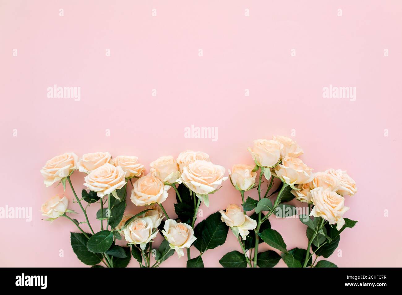 Pastell Tee Rose Blumen auf rosa Hintergrund. Blumenhintergrund. Minimalistisches Blumenkonzept. Flach liegend, Draufsicht. Stockfoto