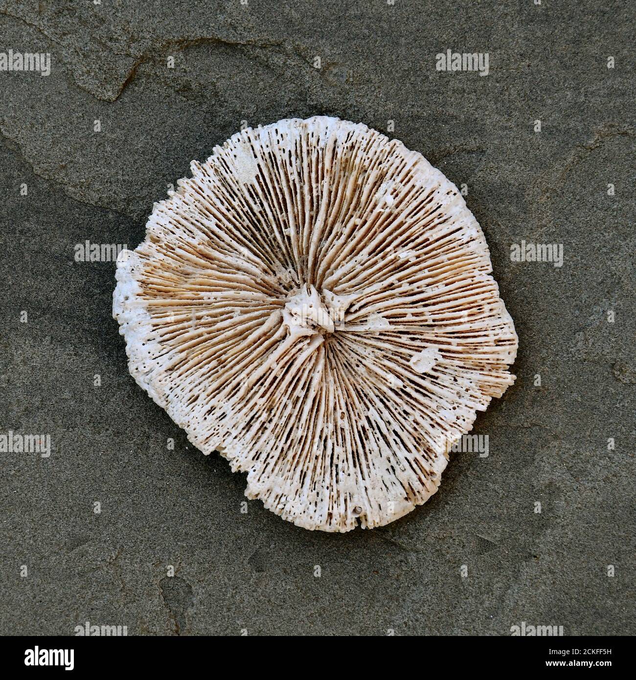 Luftaufnahme eines isolierten Stückes weiß gebleichte Koralle auf einem rustikalen Hintergrund aus strukturiertem Stein. Stockfoto