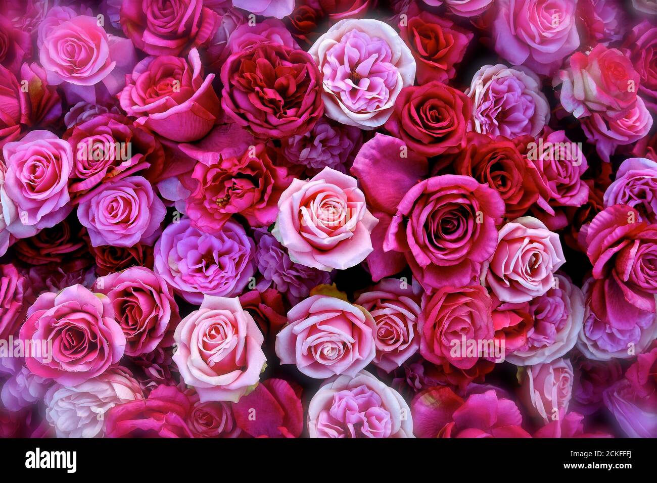 Eine Luftaufnahme eines Flachlays von verschiedenen Rosen in voller Blüte in einer Vielzahl von Schattierungen und Tönen von Rosa, Creme und Pfirsich. Stockfoto